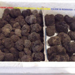Tartufi Trufe Traffel Tartufo Vendo Romania 004-0721339995 Mâncare
