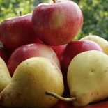 Frutipedia Băutură