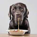 Puppy-food Băutură