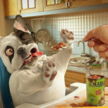 Puppy-food Băutură