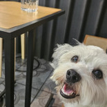 The Cup Specialty Coffee Boisson