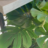 Napoletan Pizza E Pasta Boisson