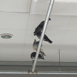 Kaufland Grill Bebida