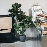 Arzu În interior