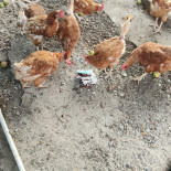 Cake Factory Nourriture