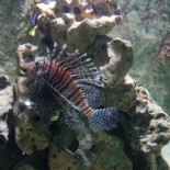 Floare De Cactus Băutură