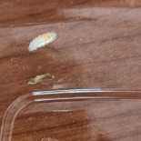 Dristor Kebab Boisson