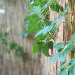 Urban Jungle Băutură