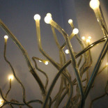 Mycouch Caffee Boisson