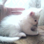 Mia Kat Cafeé Băutură