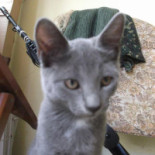 Mia Kat Cafeé Băutură