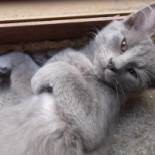 Mia Kat Cafeé Băutură