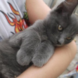 Mia Kat Cafeé Băutură