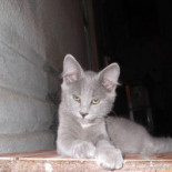 Mia Kat Cafeé Băutură