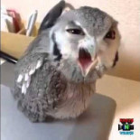 The Drunken Owl Guru