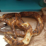 Sara Pretzel Băutură