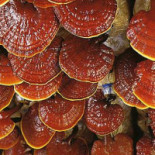 Neata, O Cafea Cu Ganoderma? Băutură