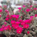 Succulent Garden Băutură