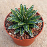 Succulent Garden Băutură