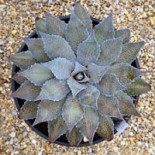 Succulent Garden Mâncare