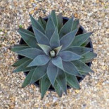Succulent Garden Băutură