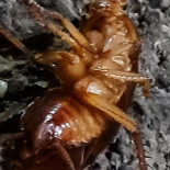 Shaorma Baneasa Băutură