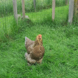 Shanghai Express Extérieur