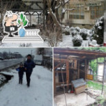 Bradul Maneciu Ph Mâncare