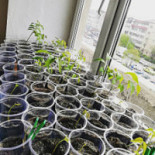 Twomey's Irish Pub Nourriture