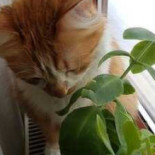 La Librărie, Mon Cher Extérieur