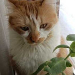 La Librărie, Mon Cher Carte