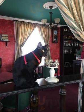 Gato Noble În interior