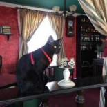 Gato Noble În interior