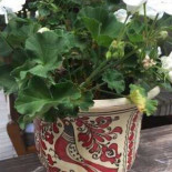 Árcsó Inn Extérieur