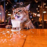 Copper's Pub Nourriture