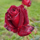 Catering Stefanescu Comida