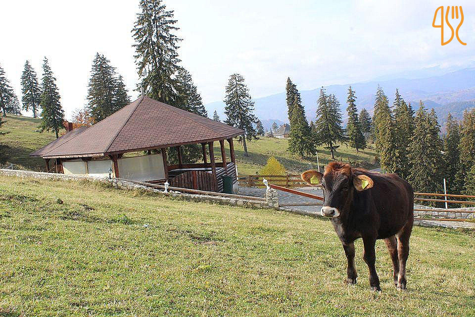 Pensiunea Dealul Sasului Exterior