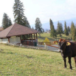 Pensiunea Dealul Sasului Exterior