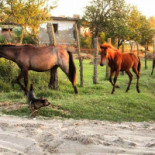Casa Stejarului Ingenuncheat Extérieur