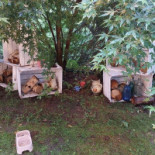 Rustiq Garden Exterior