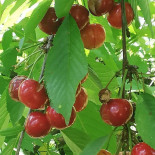 Domeniul Greaca Comida