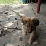 Domeniul Greaca Exterior