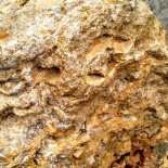 .delfinul Nourriture