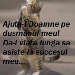 Pensiunea Regal Carta