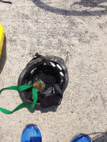 Calul Balan S.a. Bebida