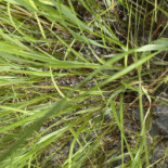 Casa Romaneasca Bebida