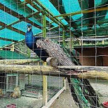 Pastravaria Cheita Extérieur