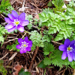 Aubergine Restaurant Bebida