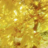 Lucky Pizza Nourriture