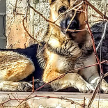 Jess Timisoara Drink